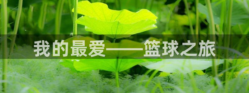 3377体育官网下载：我的最爱——篮球之旅