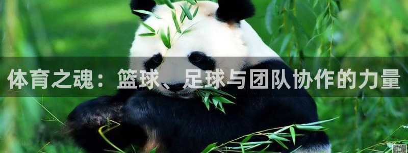 3377体育官网下载招商电话是多少号码：体育之魂：篮