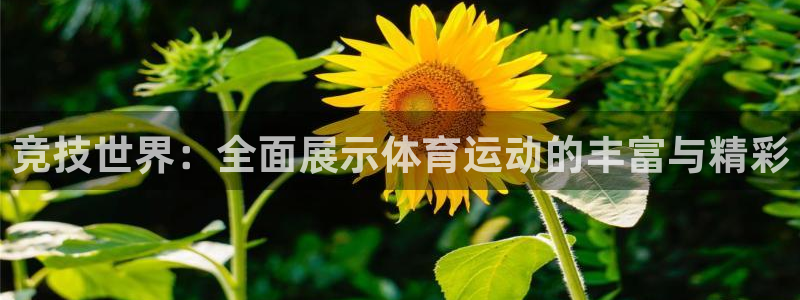 3377体育官网下载