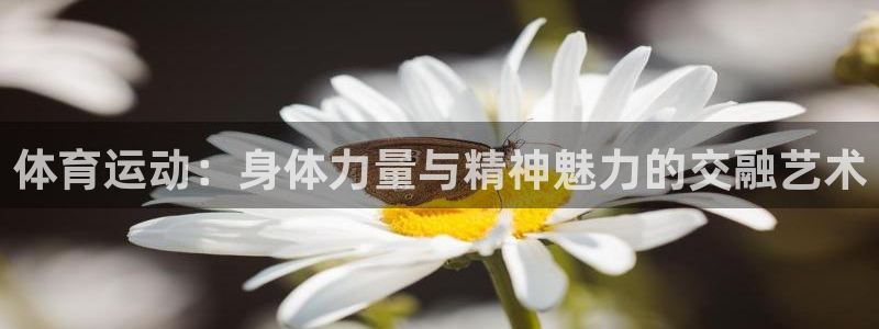 3377体育现在叫什么：体育运动：身体力量与精神魅力的交融艺